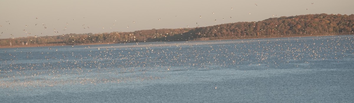 Franklin's Gull - ML610298824