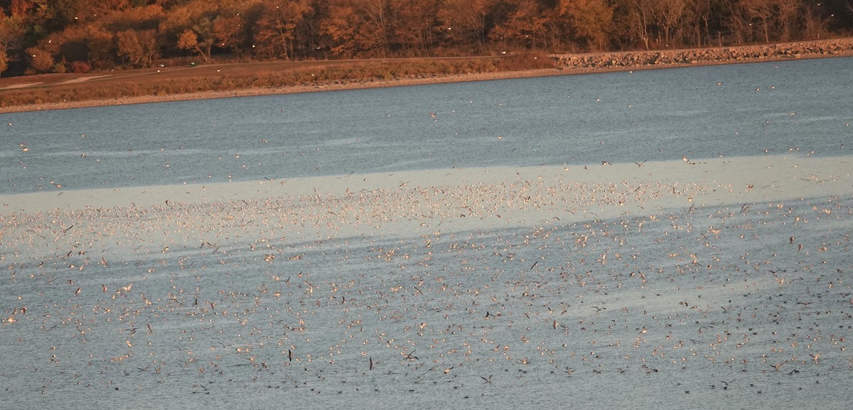 Franklin's Gull - ML610298827