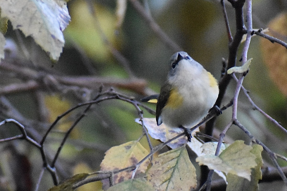 Rotschwanz-Waldsänger - ML610298835