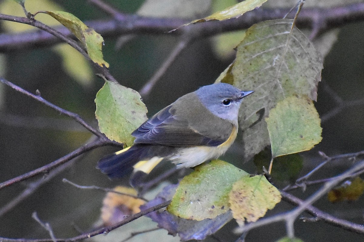 Rotschwanz-Waldsänger - ML610298837