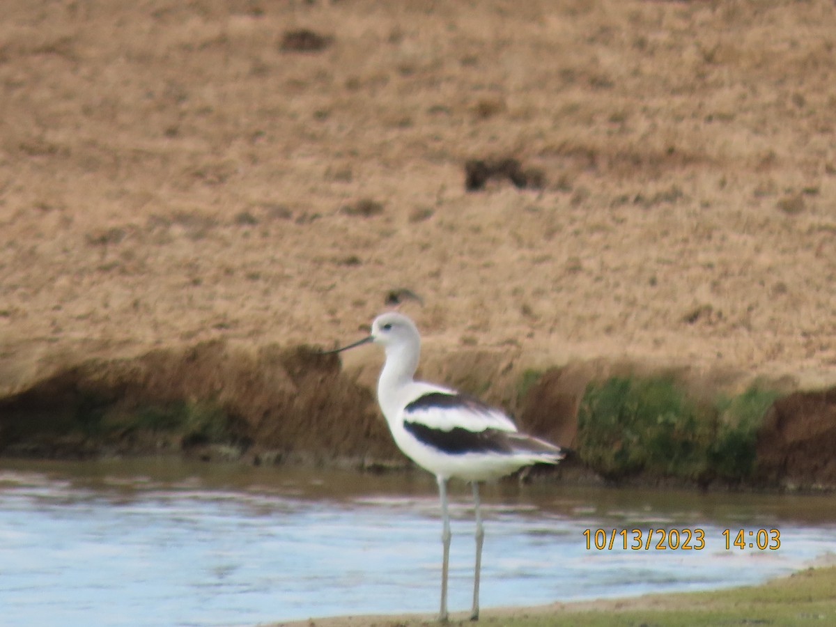 Avocette d'Amérique - ML610298873