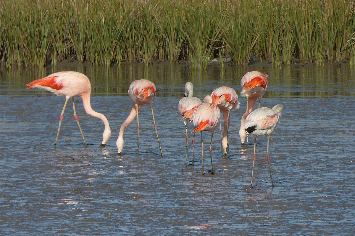 Chilean Flamingo - Carlos Agulian