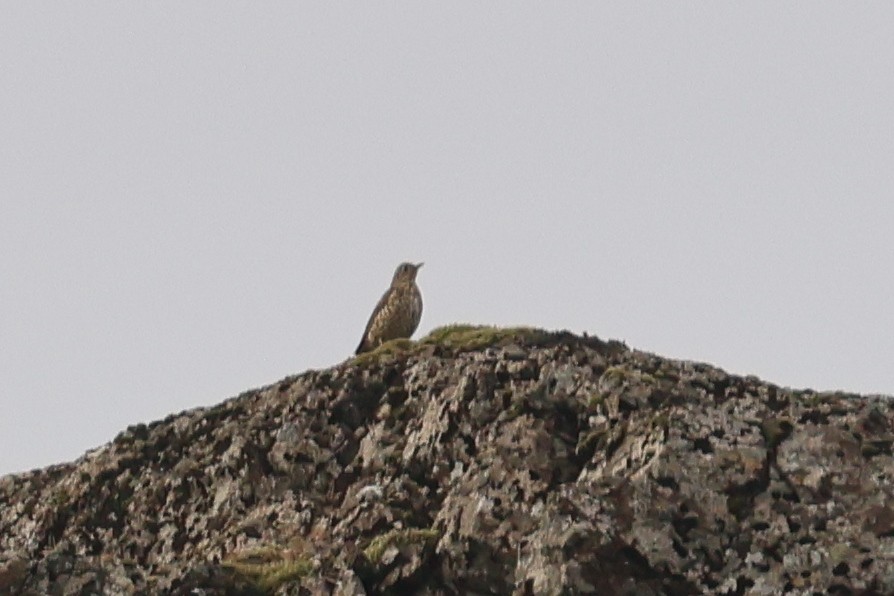 Mistle Thrush - ML610298927