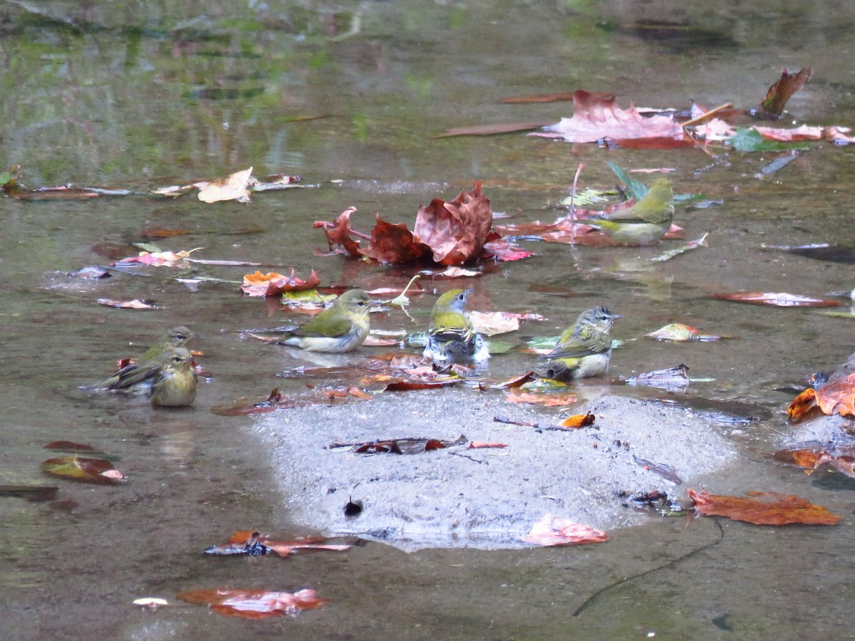 Chestnut-sided Warbler - ML610298975