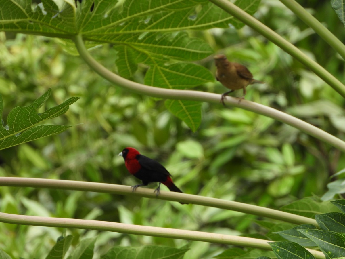 Crimson-collared Tanager - ML610298977