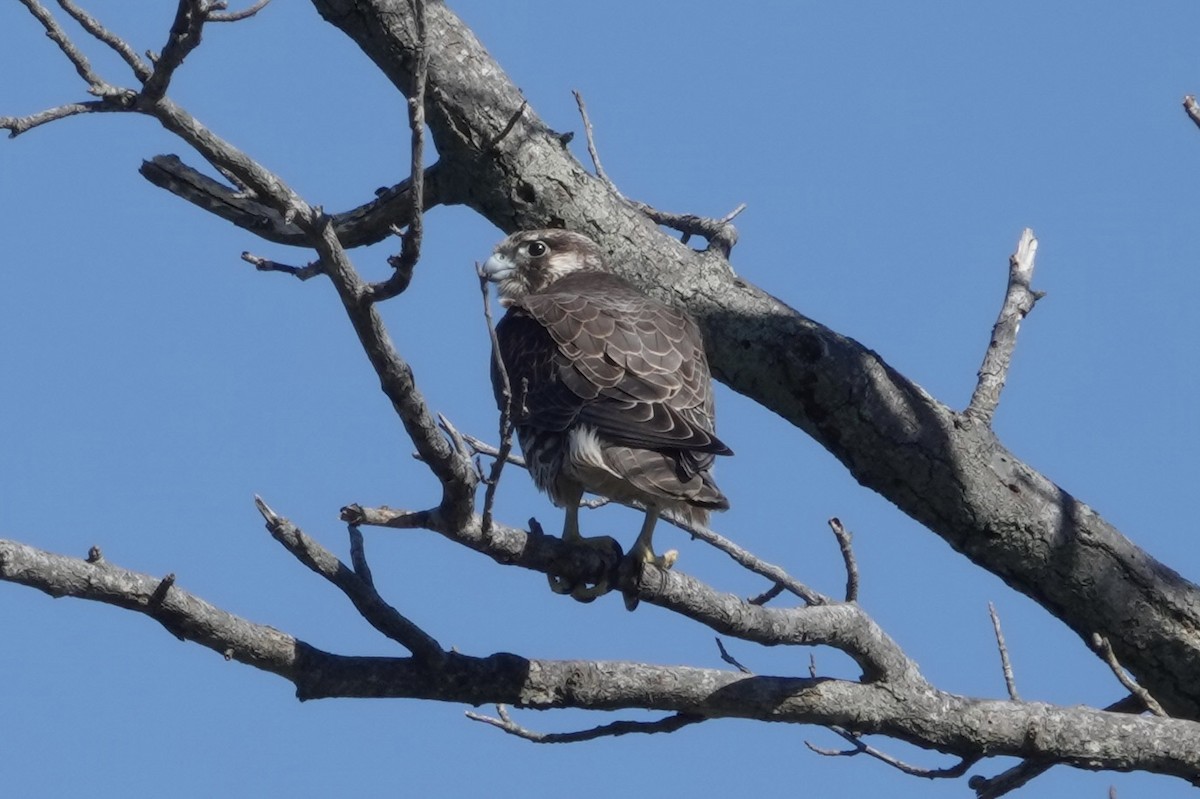 Peregrine Falcon - ML610299001