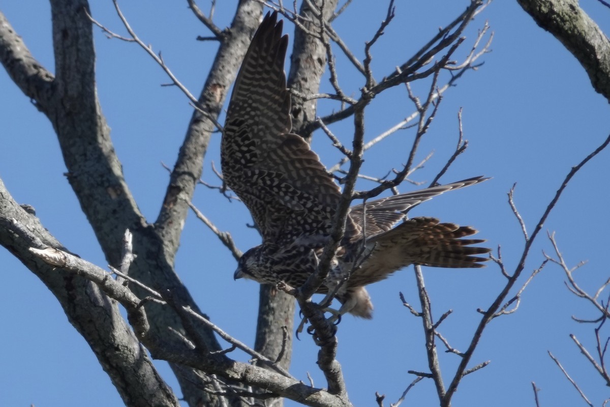 Peregrine Falcon - ML610299002