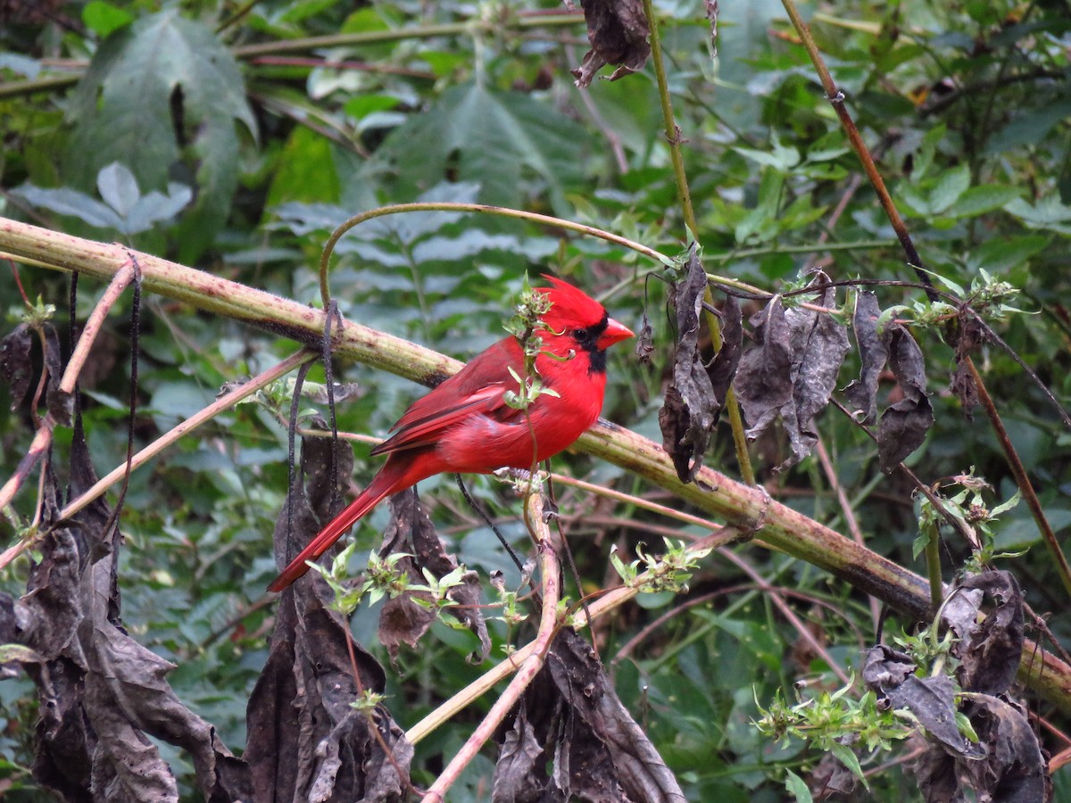 Northern Cardinal - ML610299045