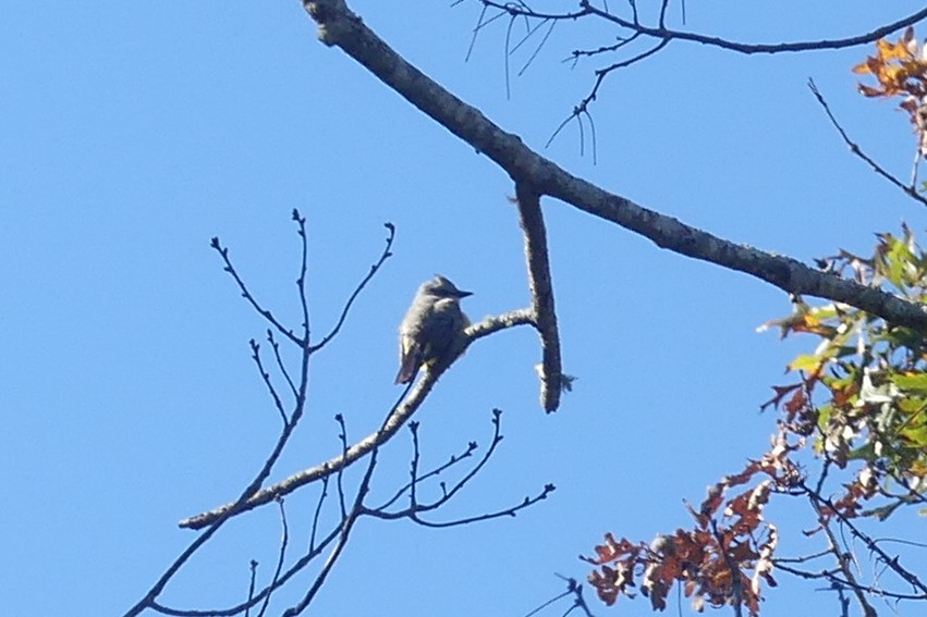 Western Kingbird - ML610299110