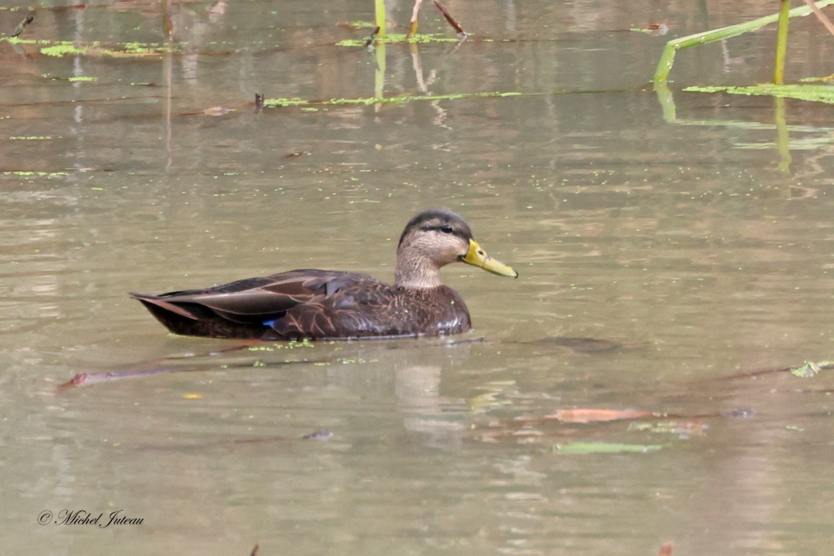 American Black Duck - ML610299152