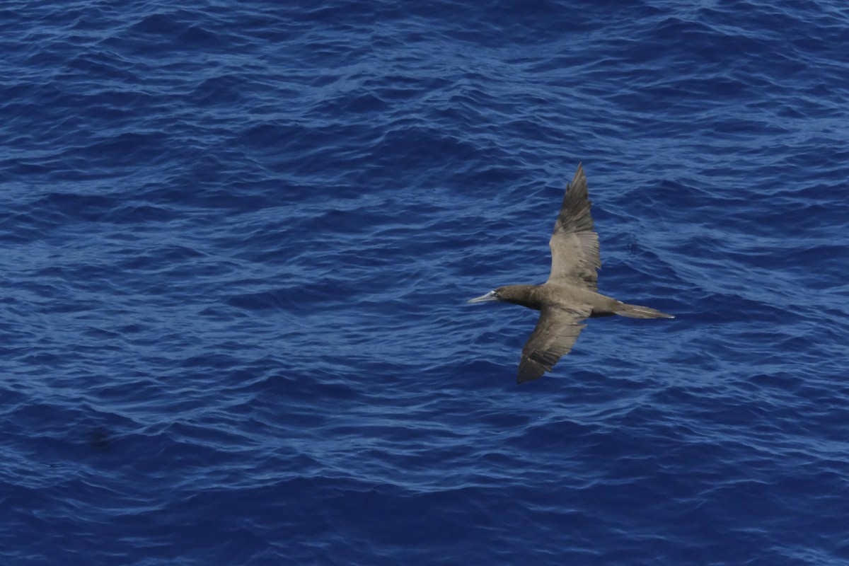 Brown Booby - Ronald Breteler