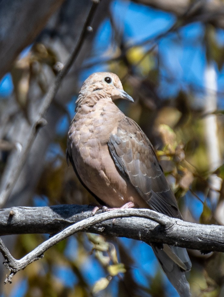 Mourning Dove - Holly Kaltenstein