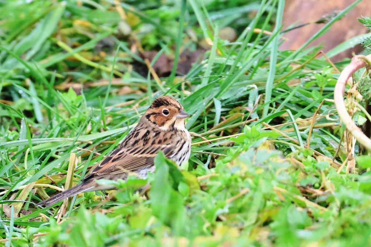 Little Bunting - ML610299334