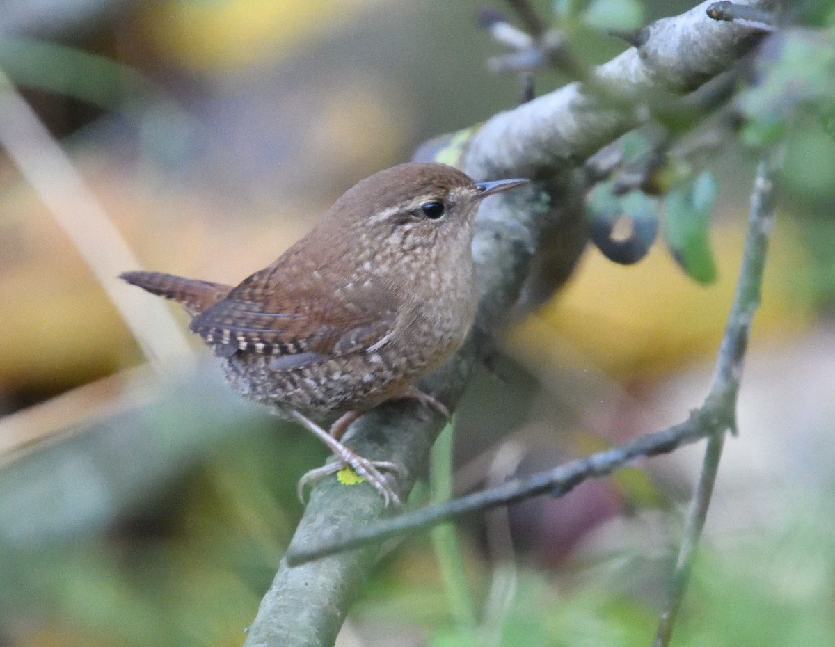 Winter Wren - Louis Lemay