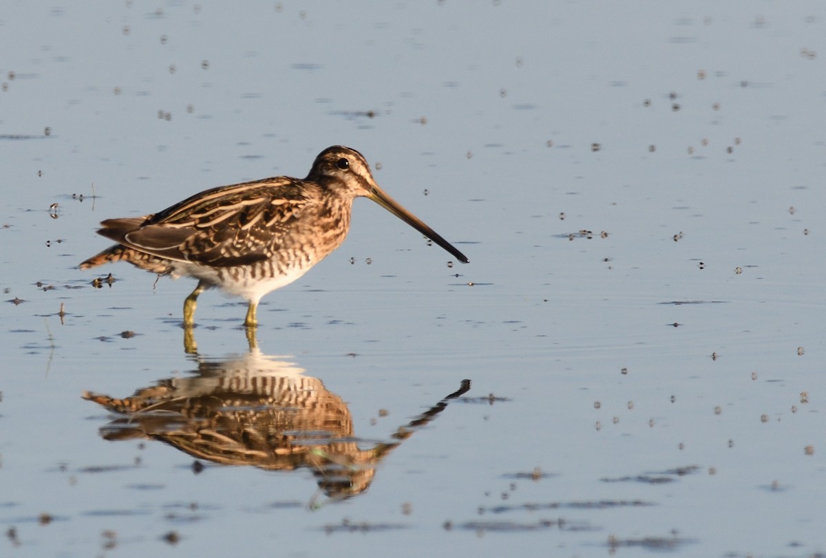 Common Snipe - Thomas Rickfelder