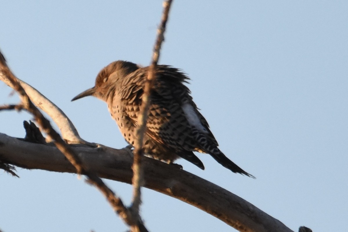 Northern Flicker - ML610299504