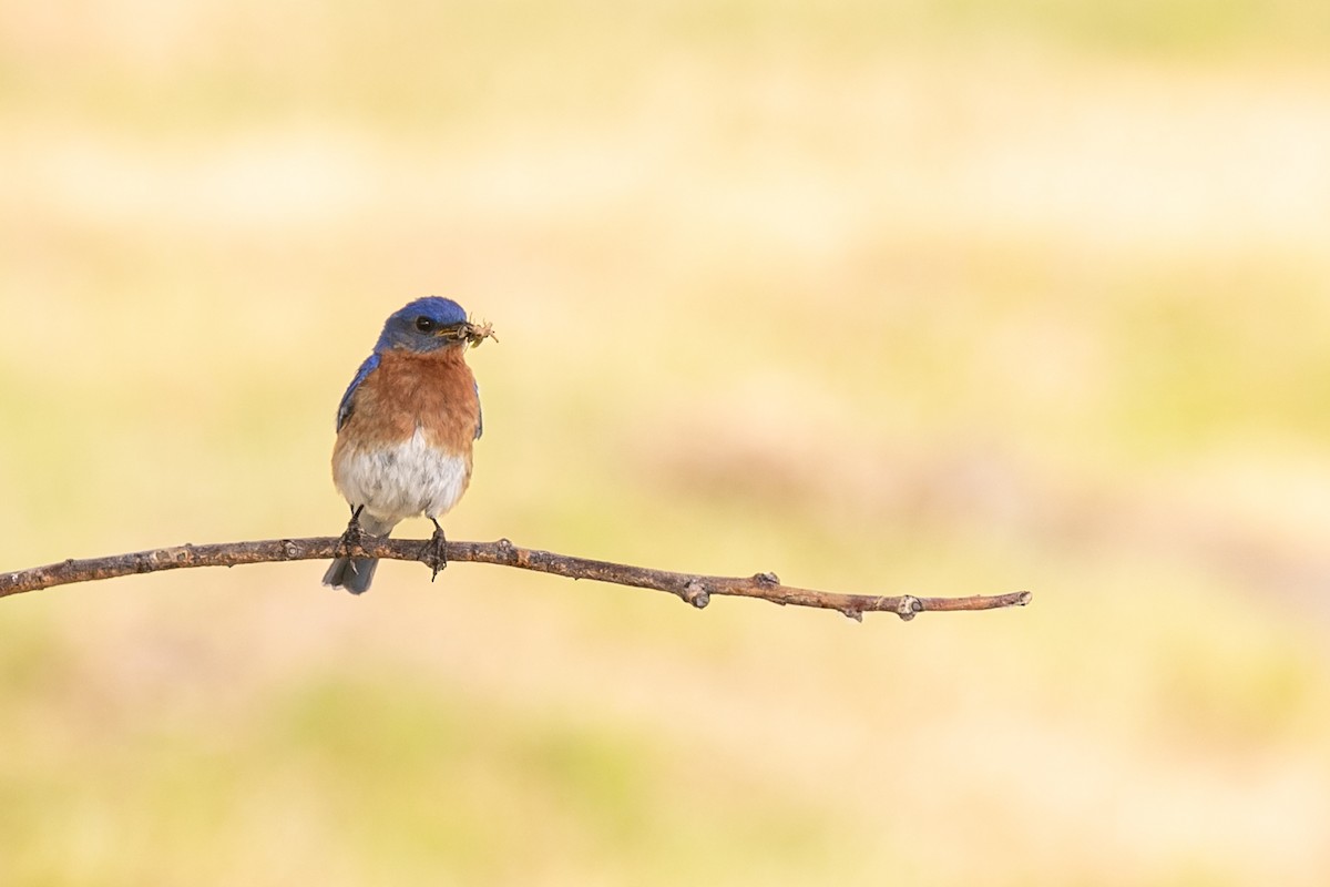 Eastern Bluebird - ML610299520