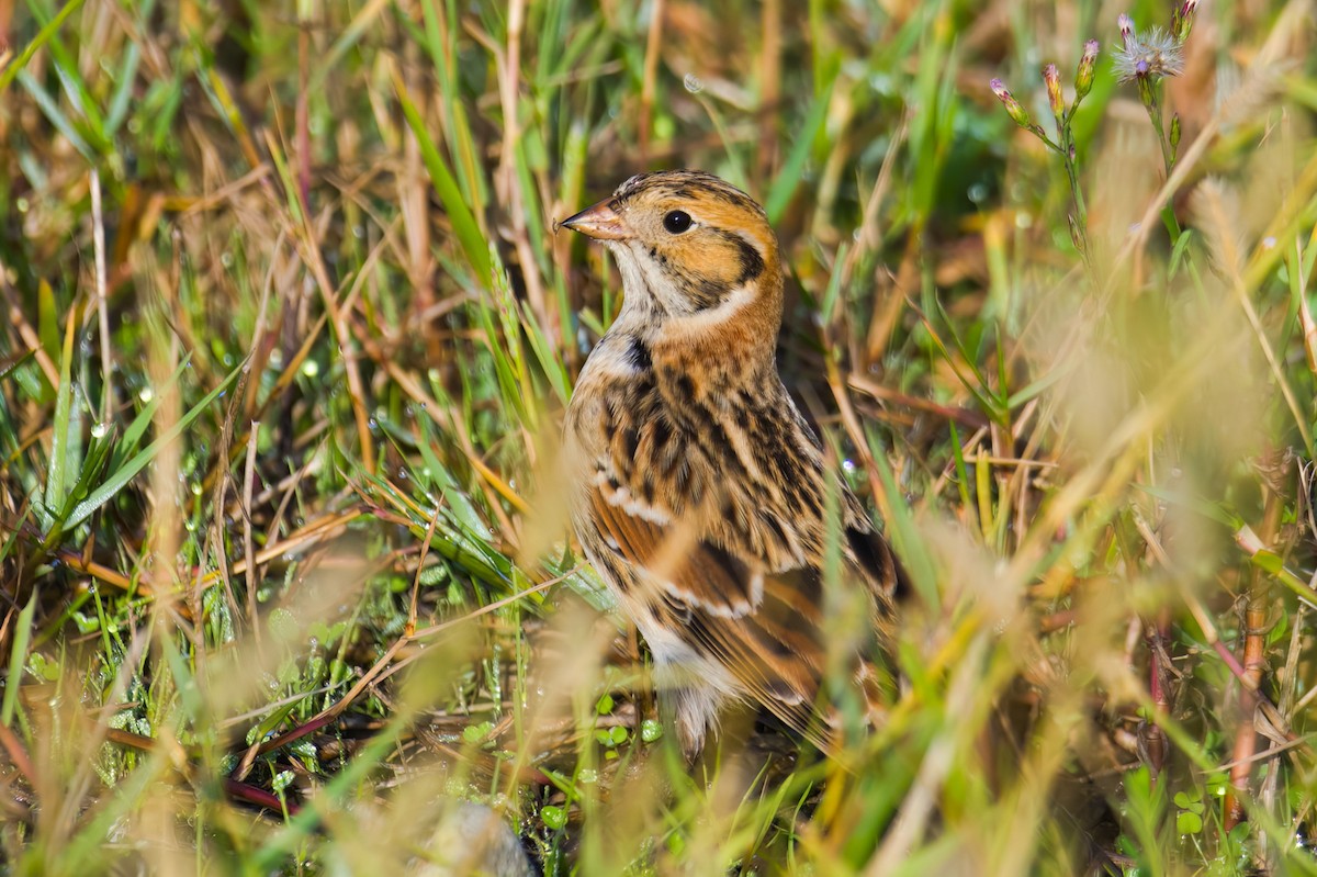 Lapland Longspur - ML610299524