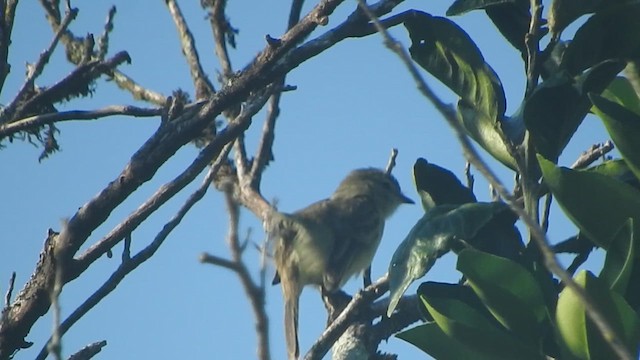 Southern Mouse-colored Tyrannulet - ML610299545