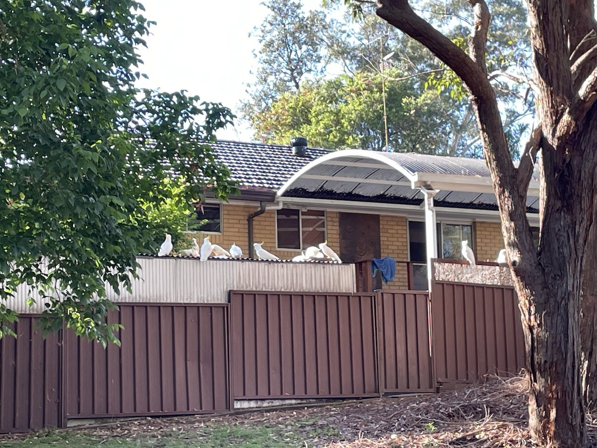 Sulphur-crested Cockatoo - ML610299567