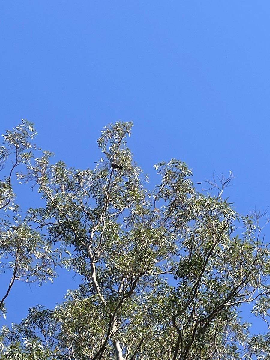 Topknot Pigeon - ML610299576