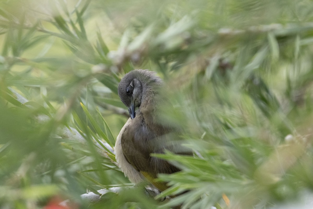 Dark-brown Honeyeater - ML610299634