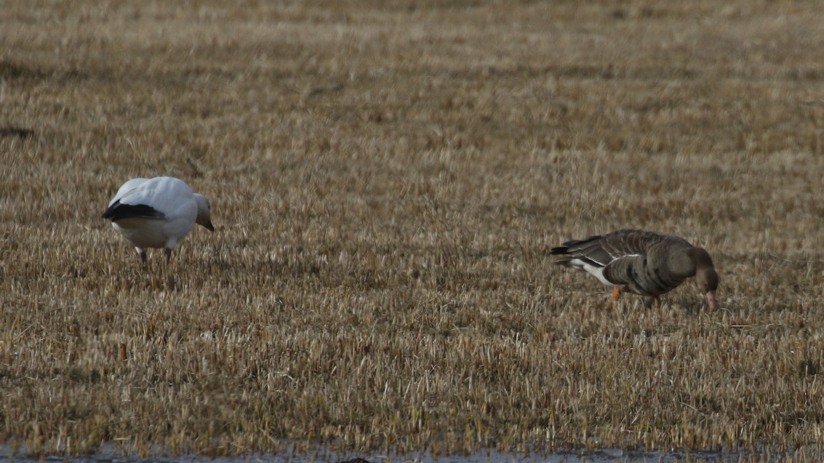 Greater White-fronted Goose - ML610299672