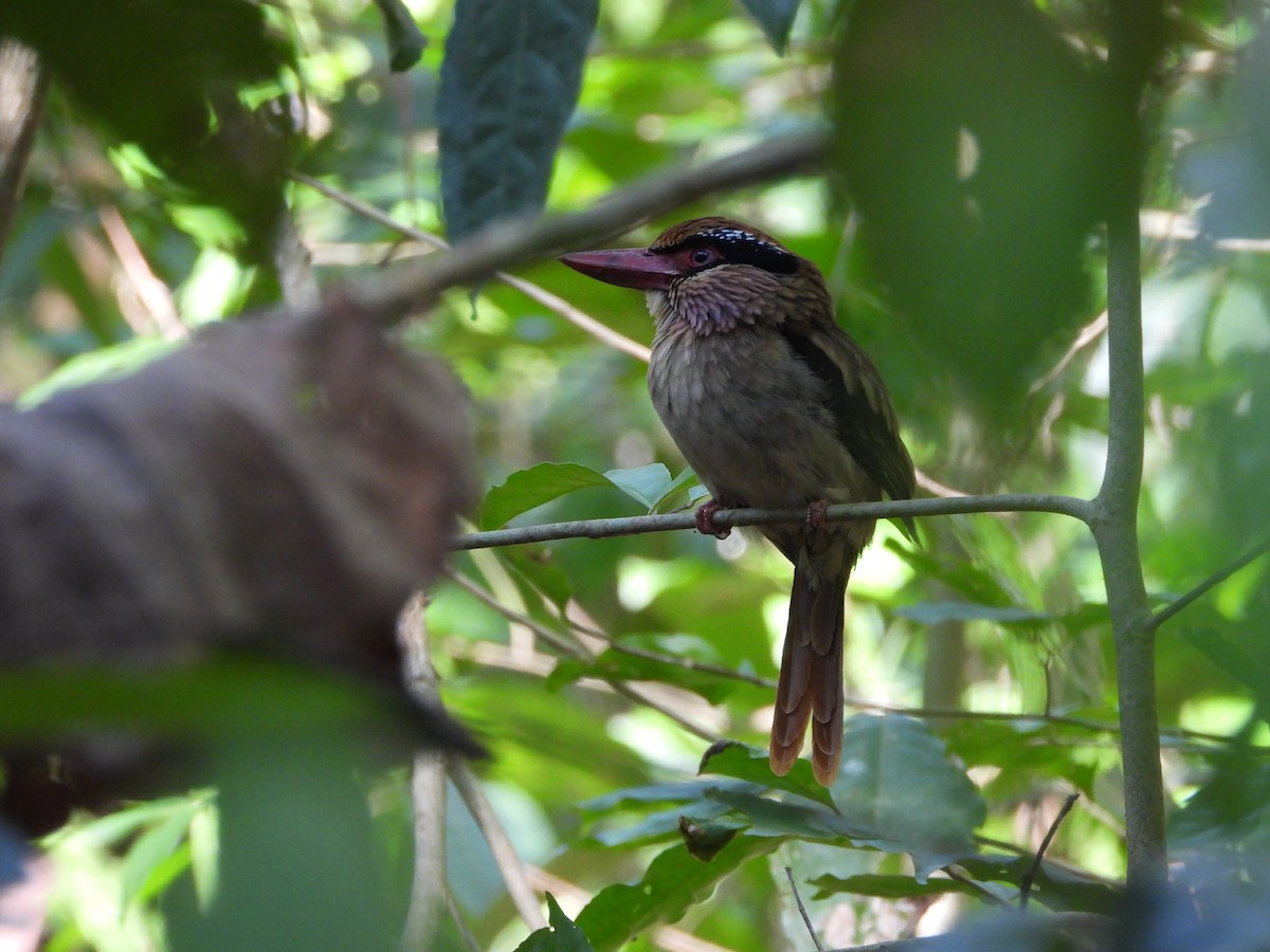 Sulawesi Lilac Kingfisher - ML610299718