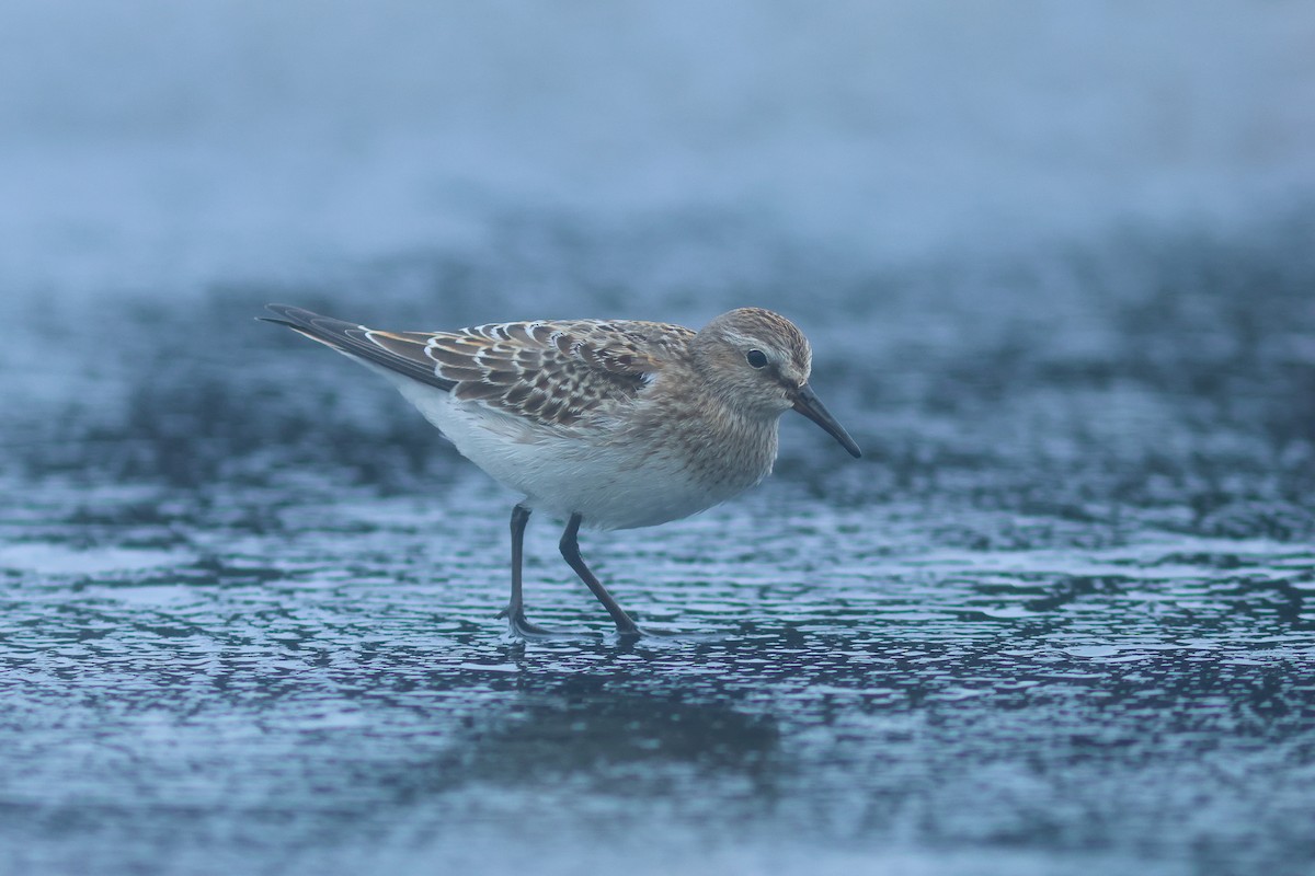 White-rumped Sandpiper - ML610299730