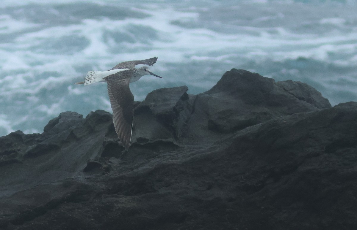 Common Greenshank - ML610299735