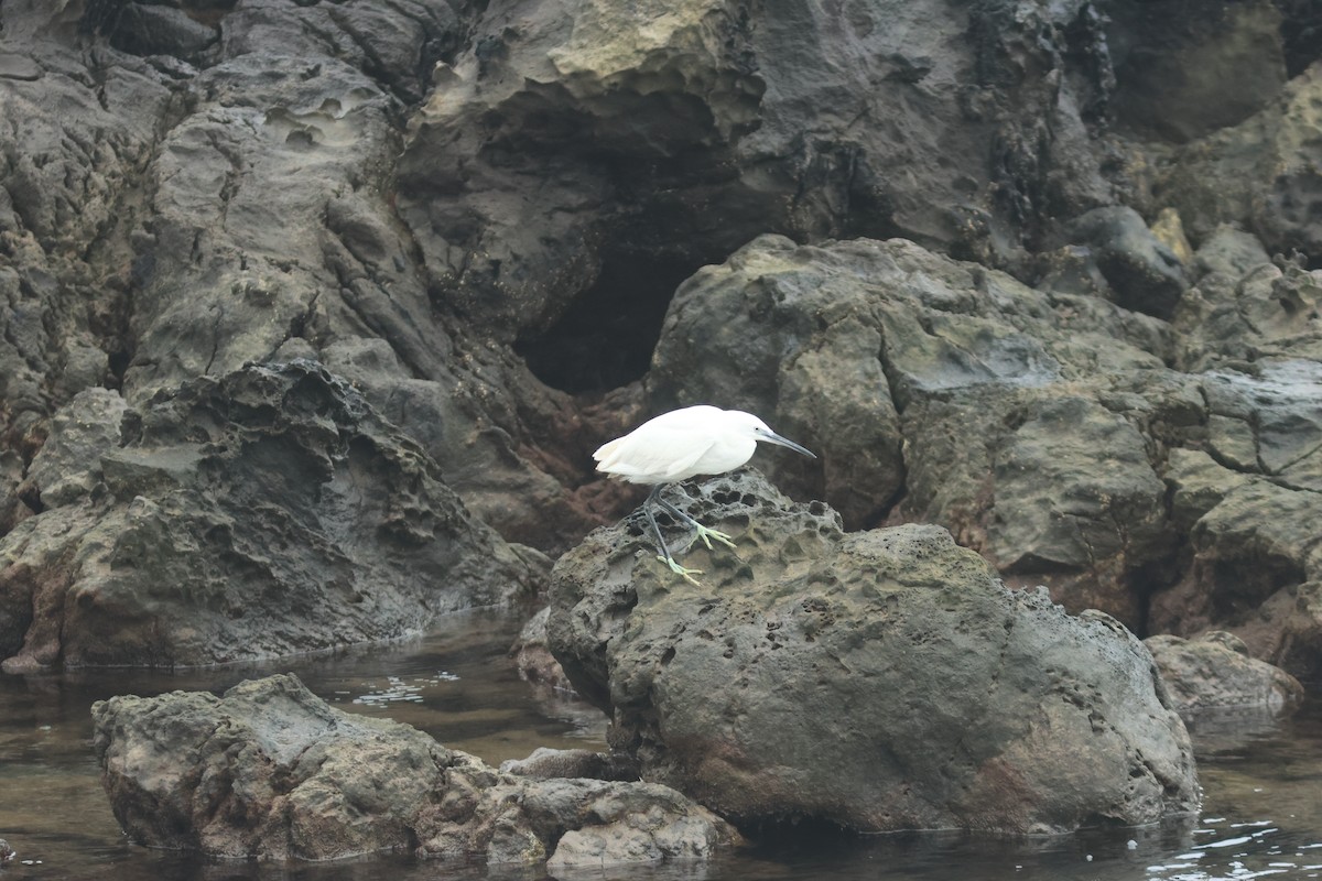 Little Egret - ML610299748