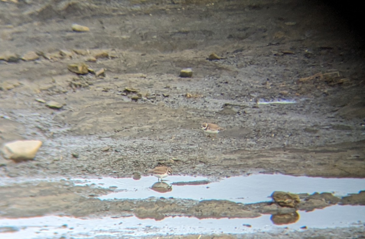 Semipalmated Plover - ML610299752