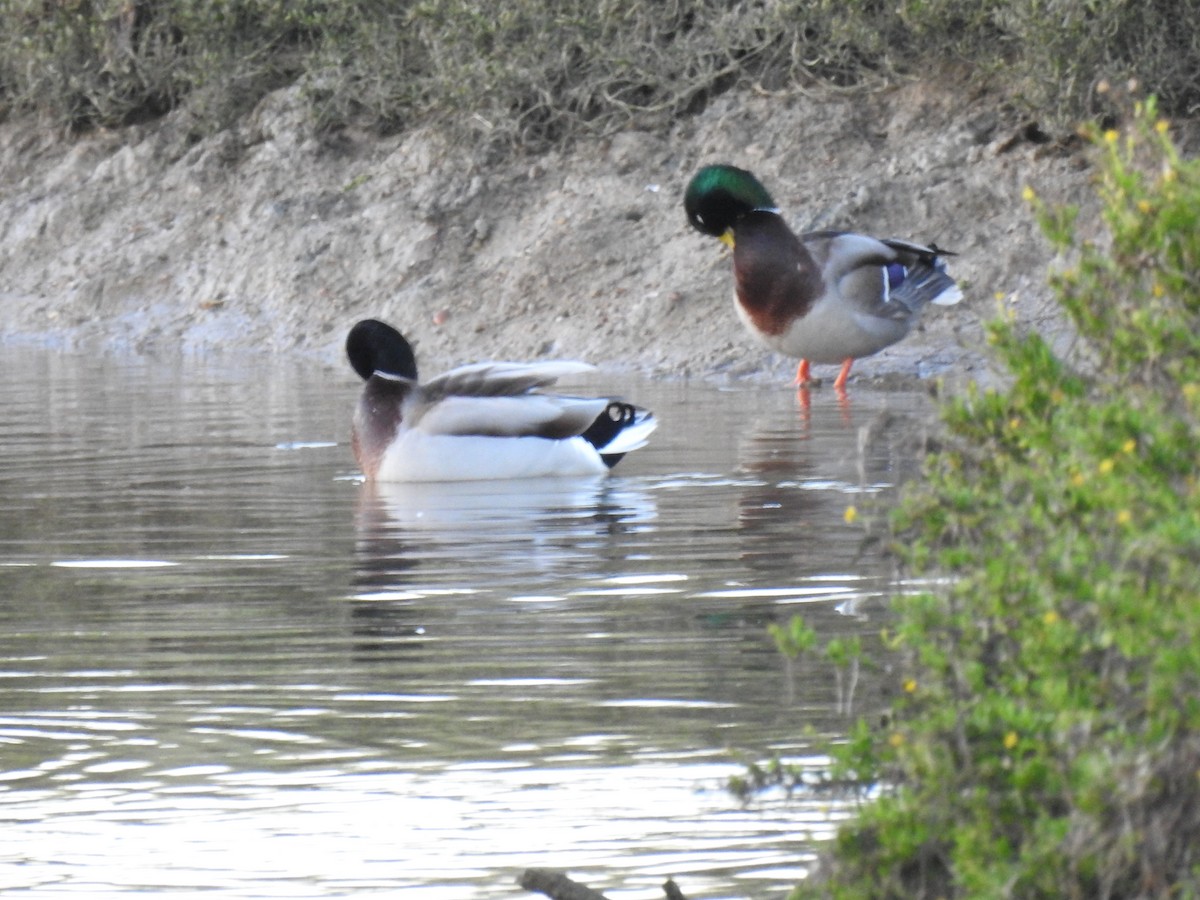 Canard colvert - ML610299776