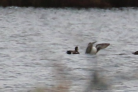 American Wigeon - ML610299778