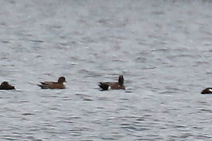 American Wigeon - ML610299779