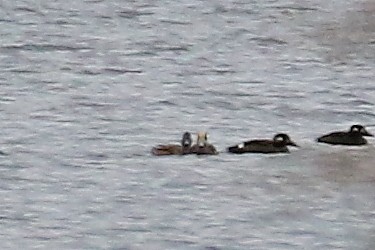 American Wigeon - ML610299780