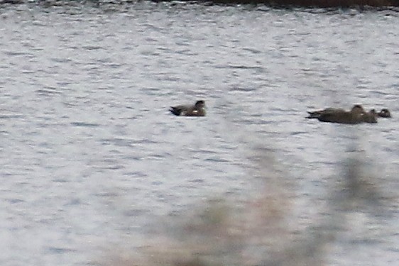 American Wigeon - ML610299781