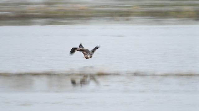 Bald Eagle - ML610299782