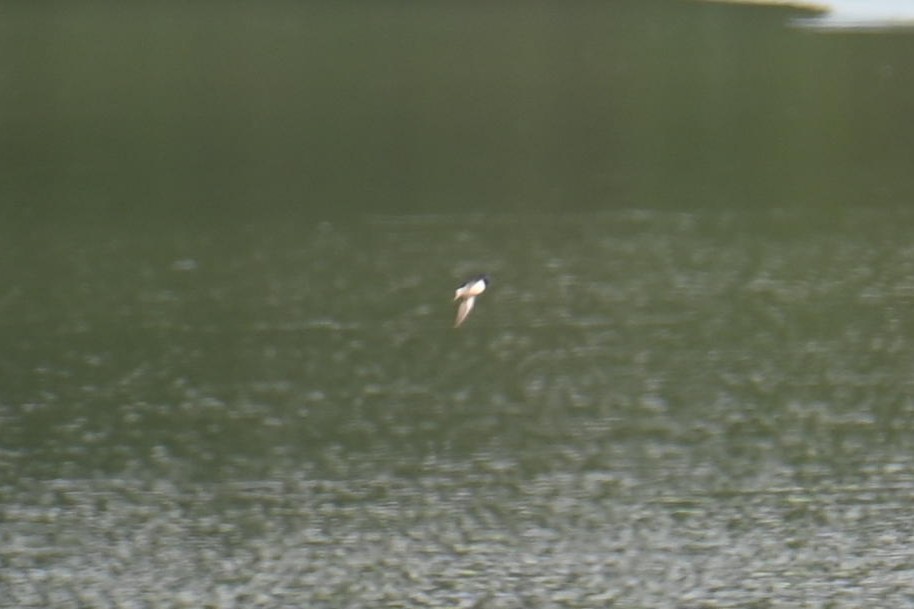 Cliff Swallow - ML610299821