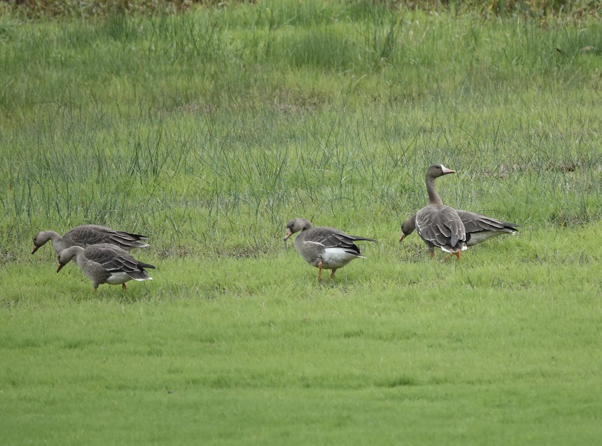 Greater White-fronted Goose - ML610299826