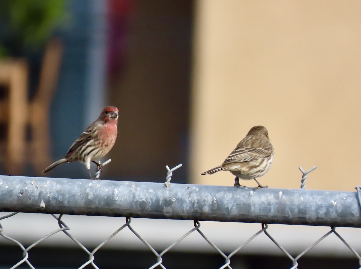 House Finch - ML610299841