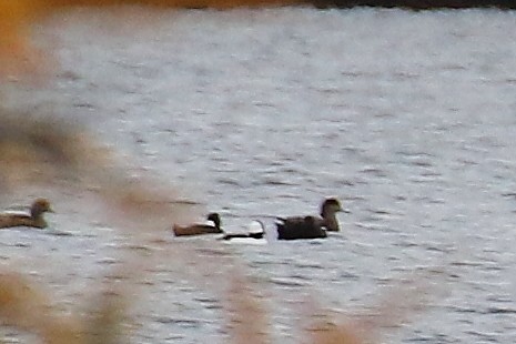 Bufflehead - ML610299842