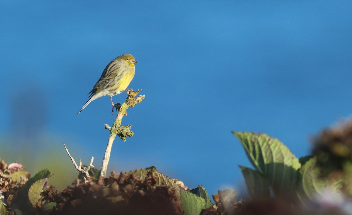 Serin des Canaries - ML610299865