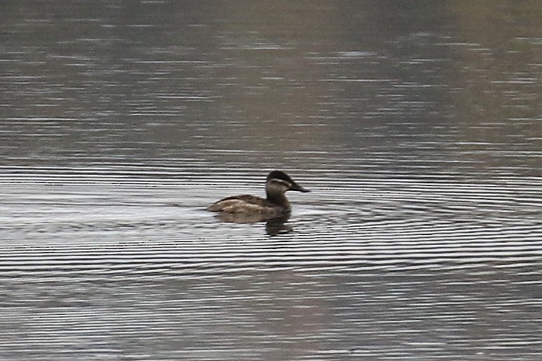 Ruddy Duck - ML610299868