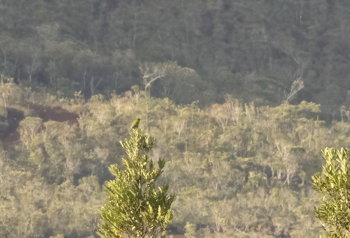 New Caledonian Parakeet - Anne Heyerly