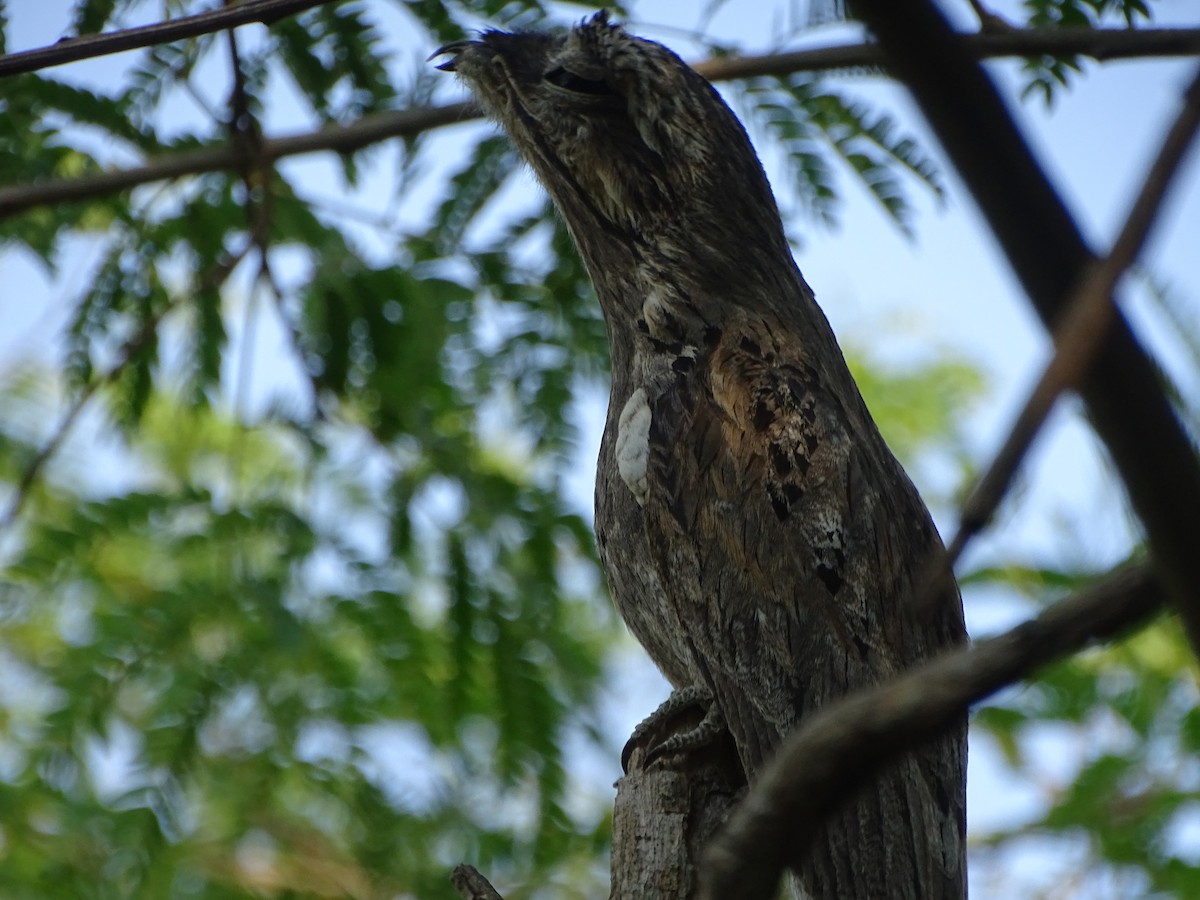 Common Potoo - ML610299987