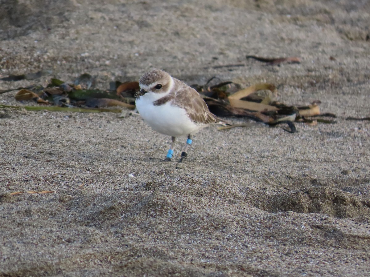 Snowy Plover - ML610299999