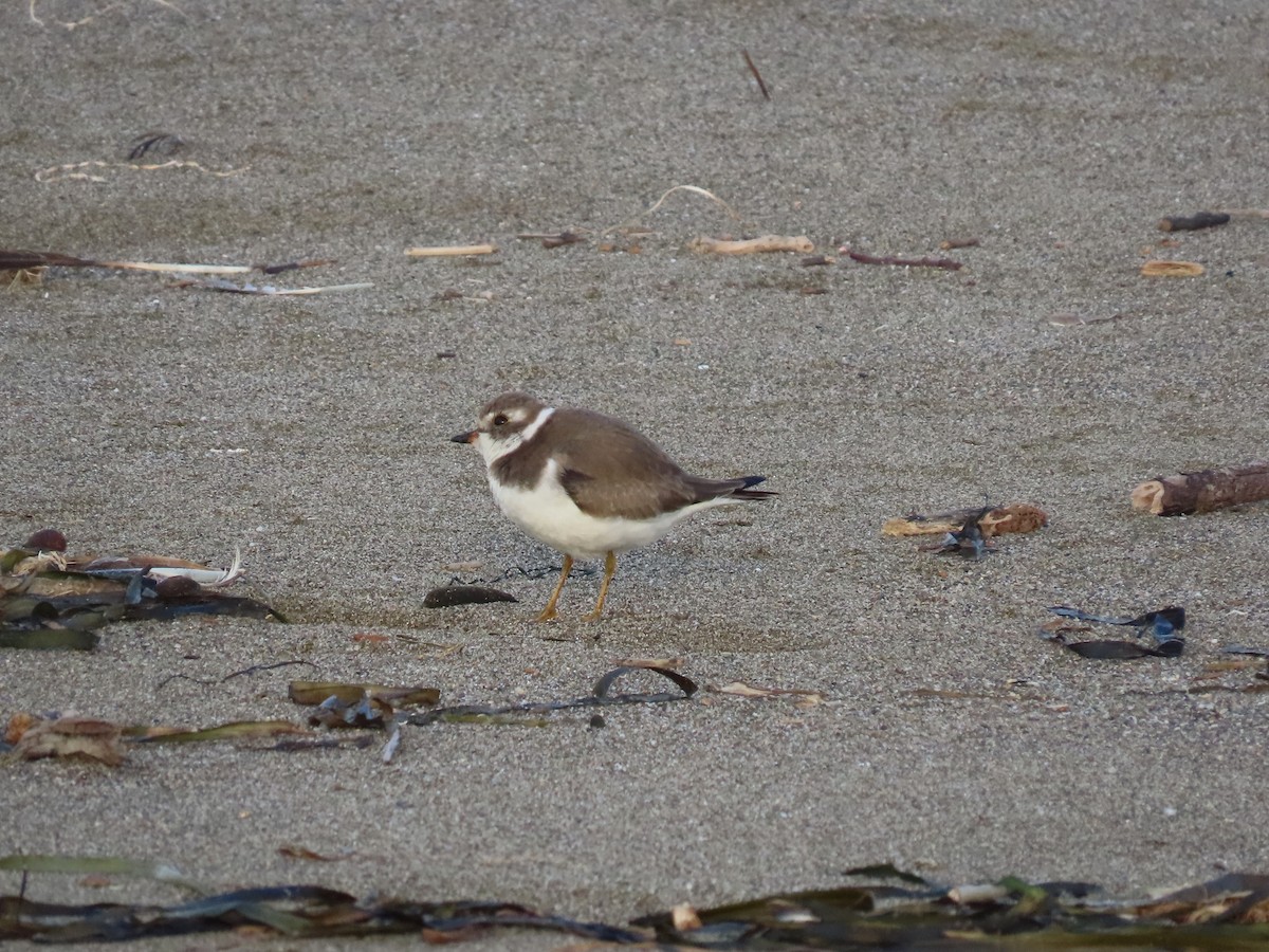 Semipalmated Plover - ML610300003
