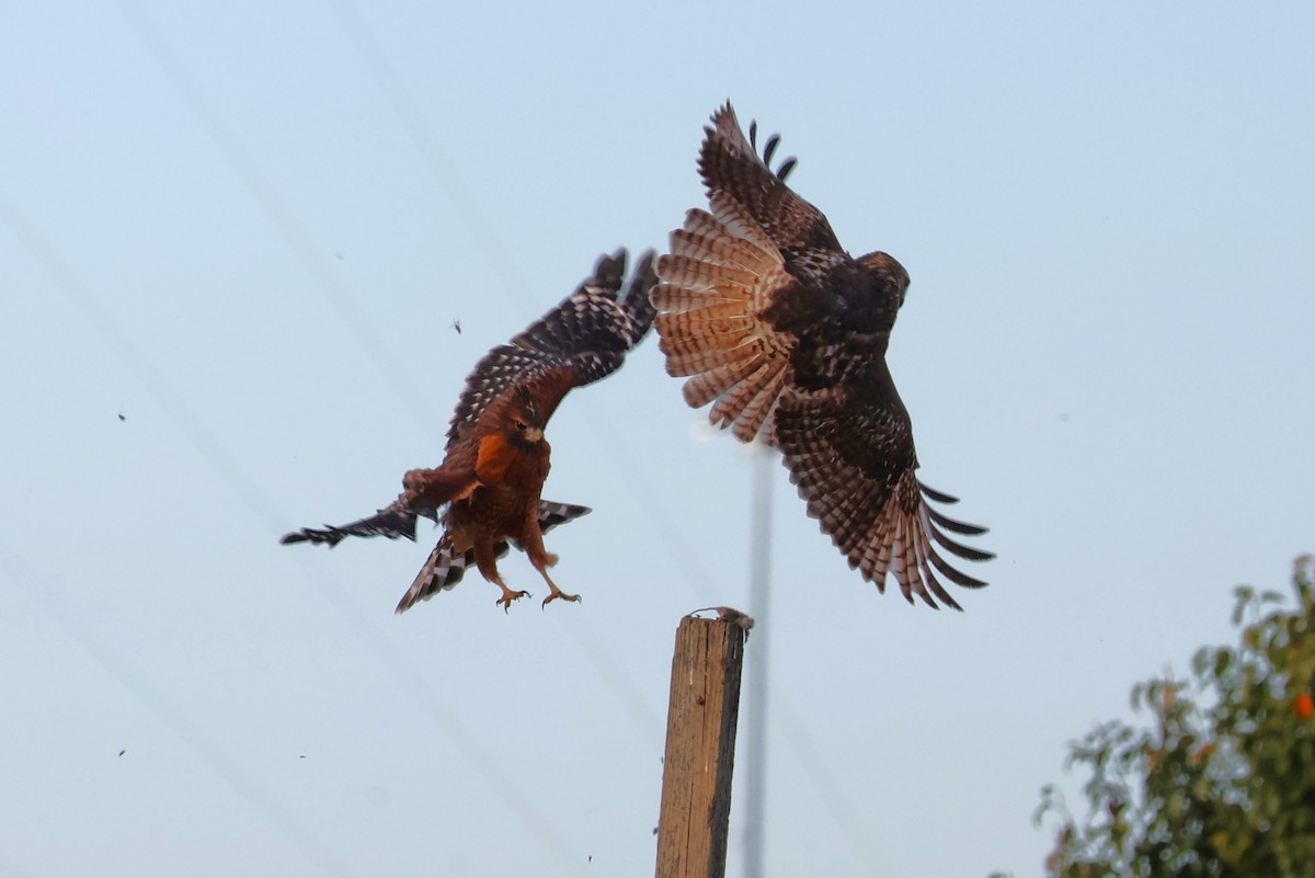 Red-shouldered Hawk - ML610300009