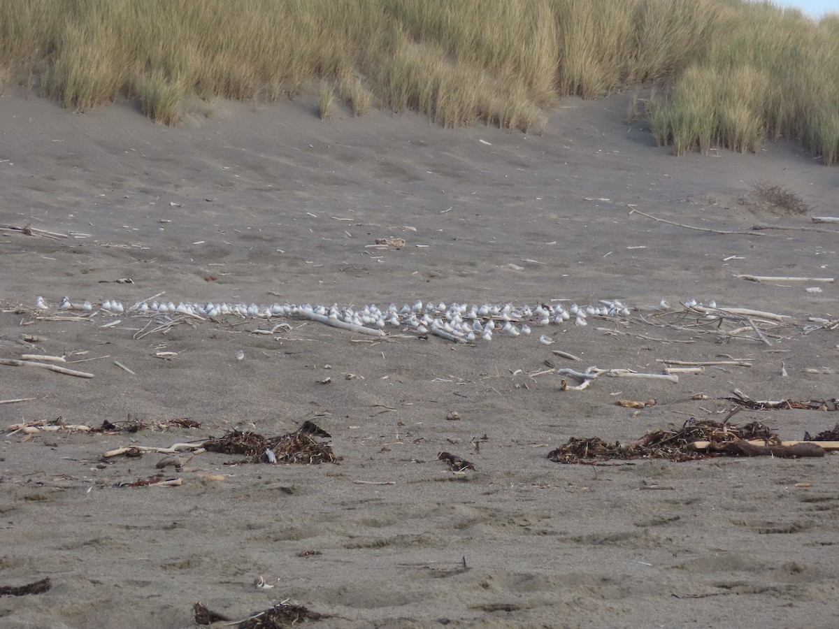 Bécasseau sanderling - ML610300010